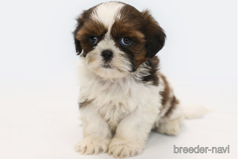 成約済の神奈川県のシーズー-346842の1枚目